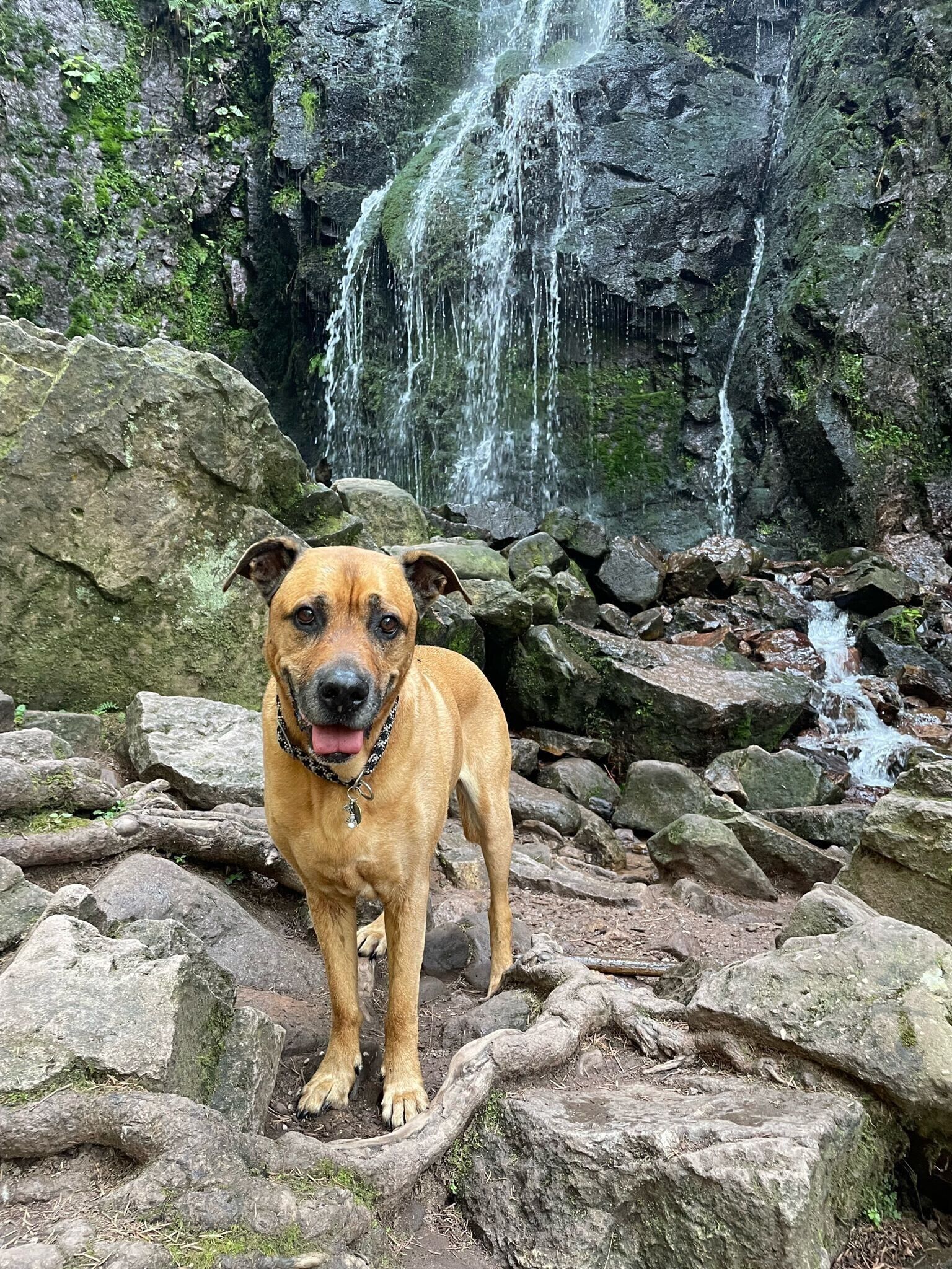 A dog standing on rocky terrain with a waterfall in the background.