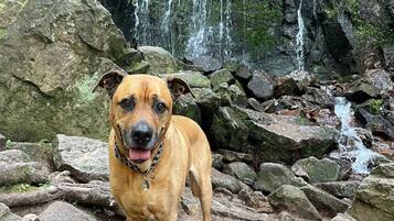 A dog standing on rocky terrain with a waterfall in the background.