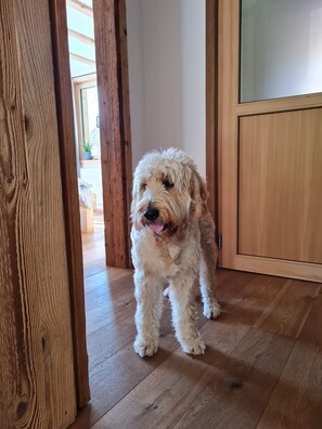 Un chien se trouve dans une pièce dont le sol et la porte sont en bois.