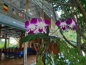 Restaurant - CAT BA PARK HOMESTAY (Hai Phong)