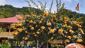 A tree with orange flowers in front of a building with a red roof. - CAT BA PARK HOMESTAY (Hai Phong)