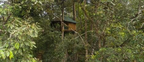 Signature Tree House | Aerial view