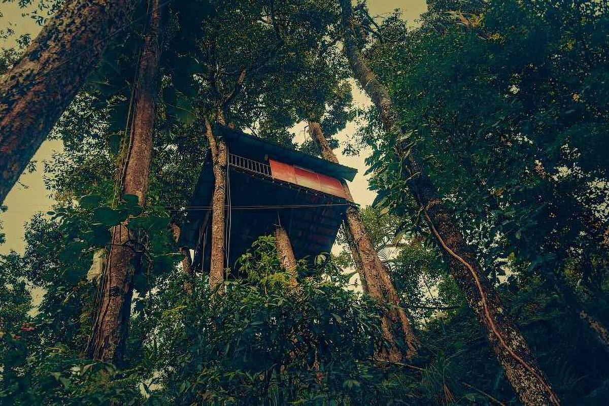 Uma casa na árvore erguida em meio a folhagem densa, com estrutura simples e telhado vermelho e preto.