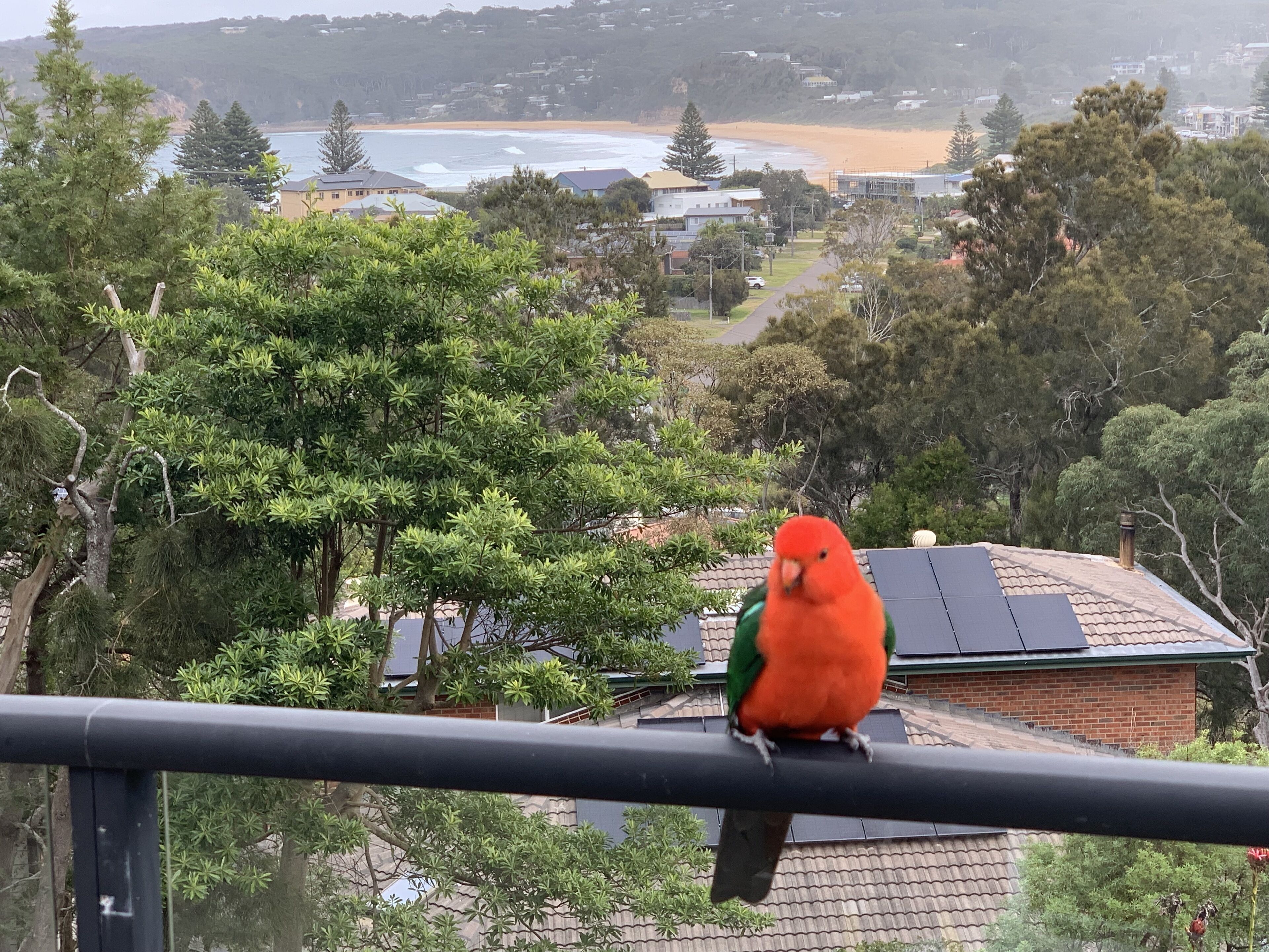 Un oiseau était perché sur la rambarde d’un balcon, d’où l’on pouvait apercevoir un quartier résidentiel avec ses maisons, ses arbres et, au loin, une plage.