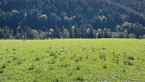 Un campo verde con una montaña al fondo.