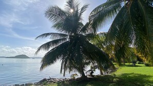 Un palmier au bord d’un lac paisible, avec une zone herbeuse et une île lointaine.
