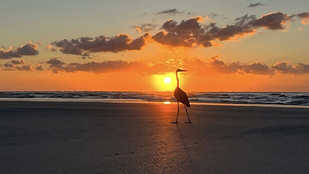 Un oiseau se tient sur une plage, avec le soleil couchant en arrière-plan.