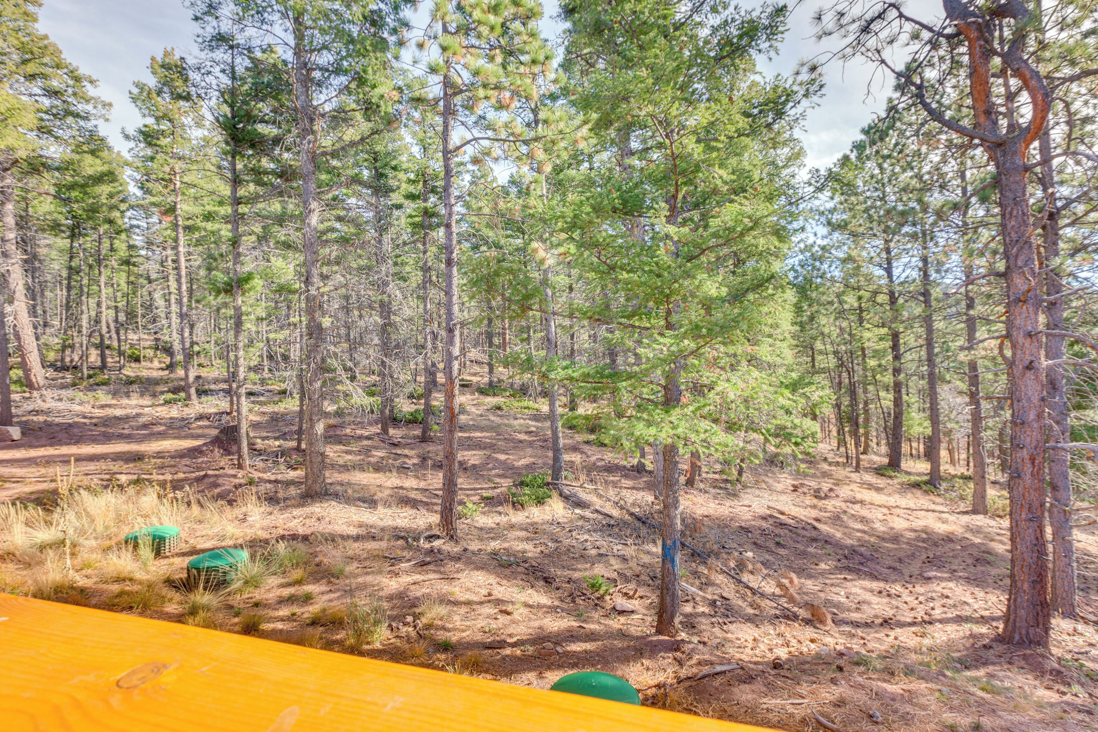 A forested area with tall pine trees and a dirt ground.