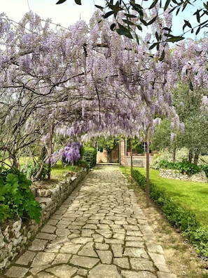 Un sendero de piedra que serpentea por un jardín con flores de glicinia morada y follaje verde.