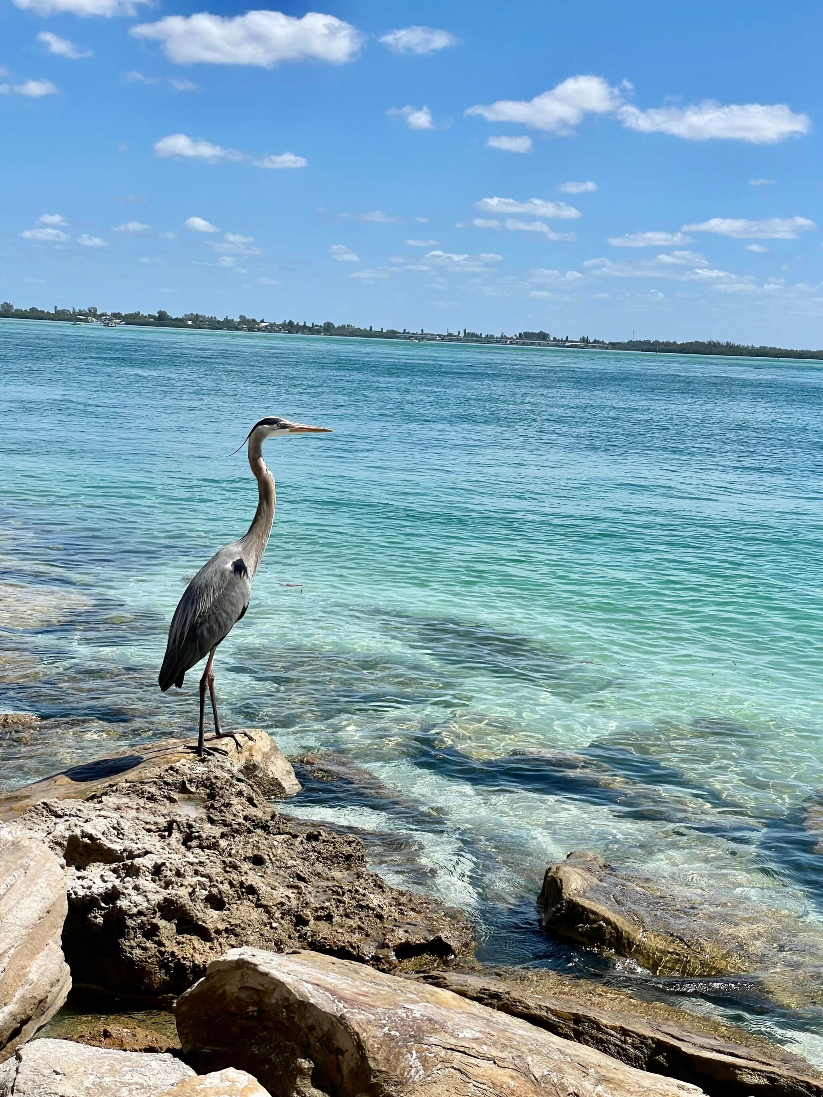 Un oiseau perché sur des rochers, au bord d’une mer bleue et limpide, avec une côte lointaine à l’horizon.