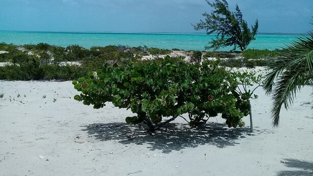 A beach with white sand, a small tree, and a clear blue sky. - Bahamas Fishing Lodge Hotel
Acklins Island (Salina Point)