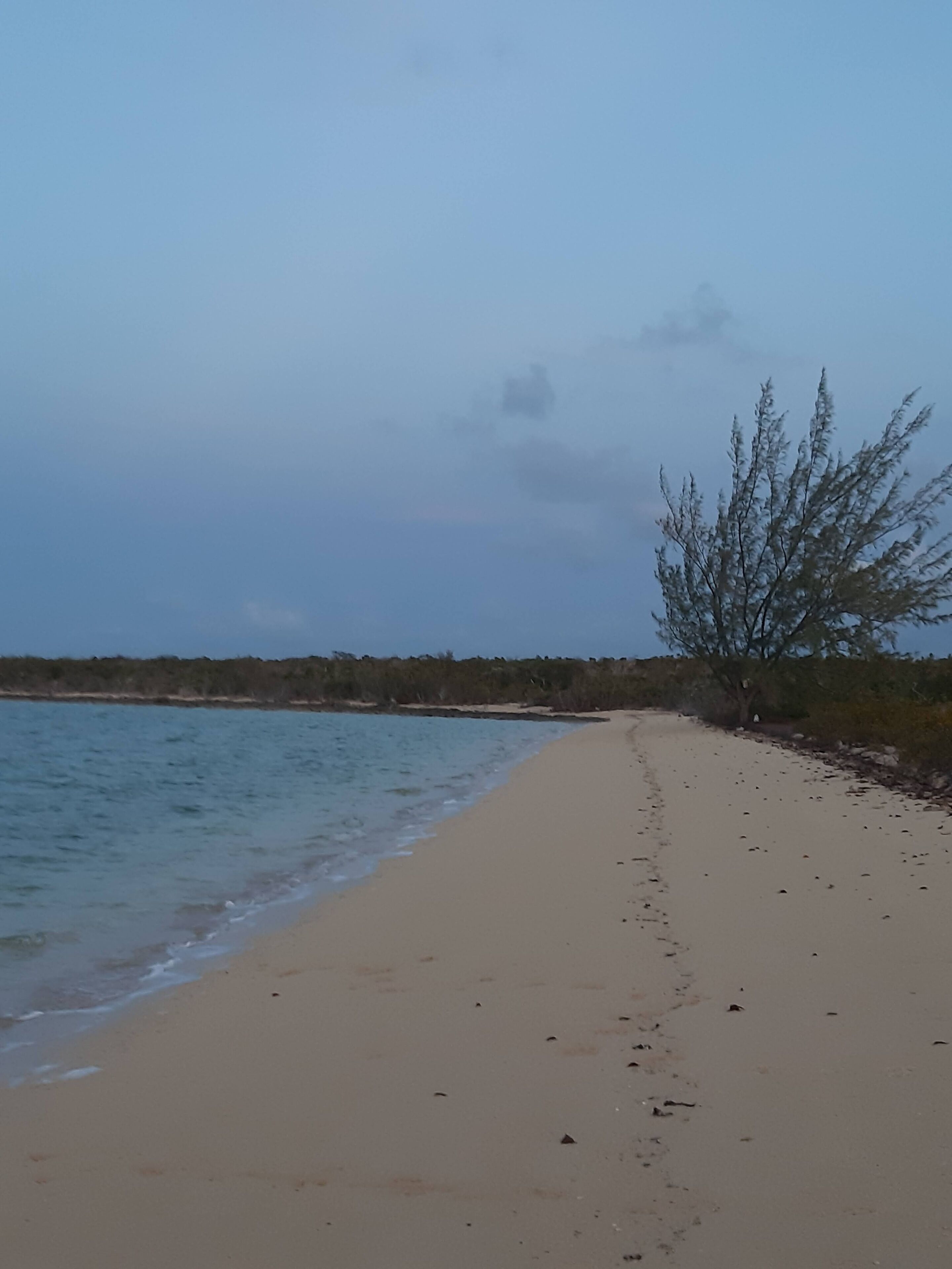 Una playa con arena y vegetación escasa.