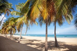 A beach with palm trees, a sandy shore, and the ocean in the background.