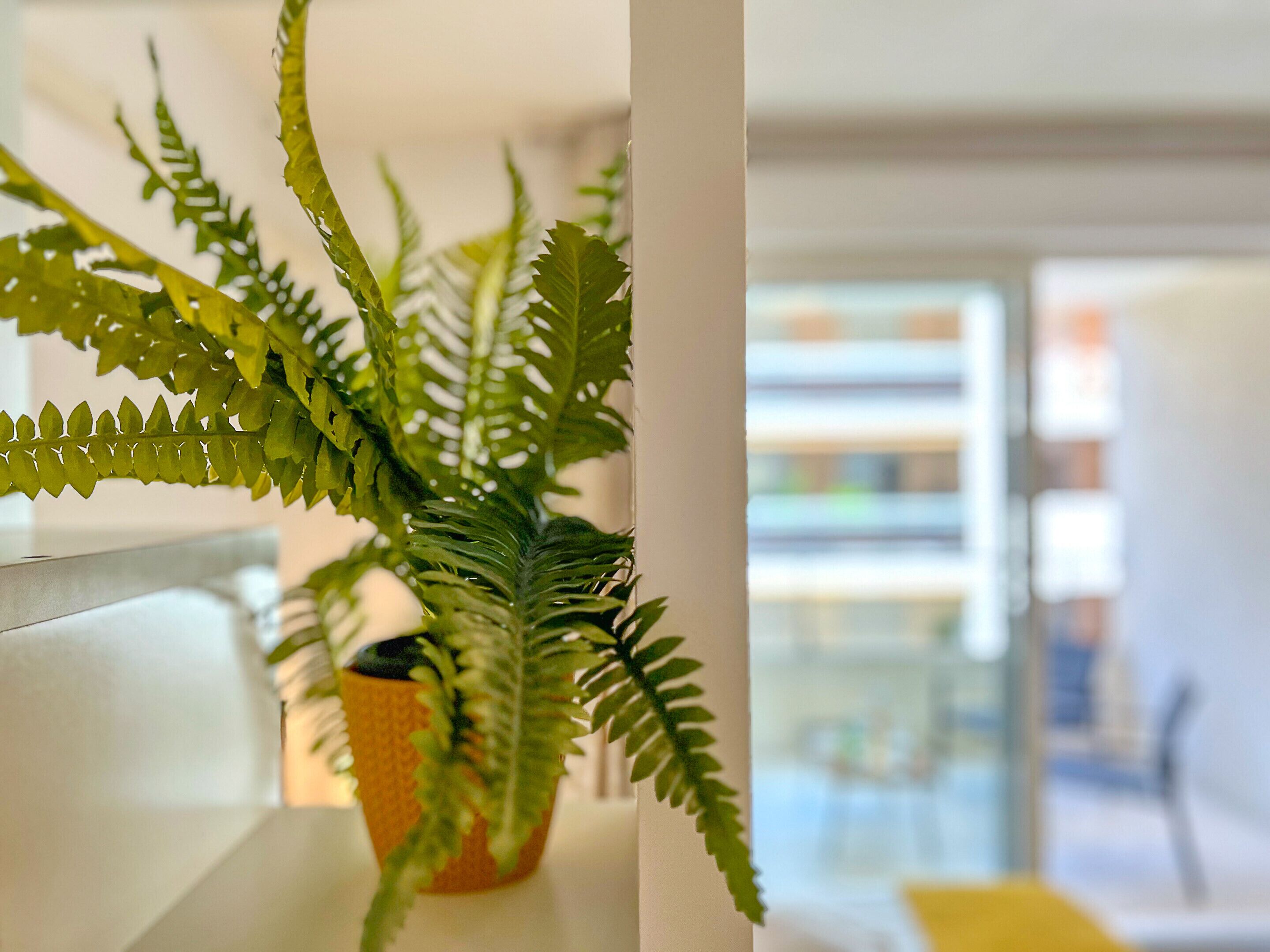 Uma samambaia em vaso sobre uma superfície branca num quarto com decoração de interiores moderna.