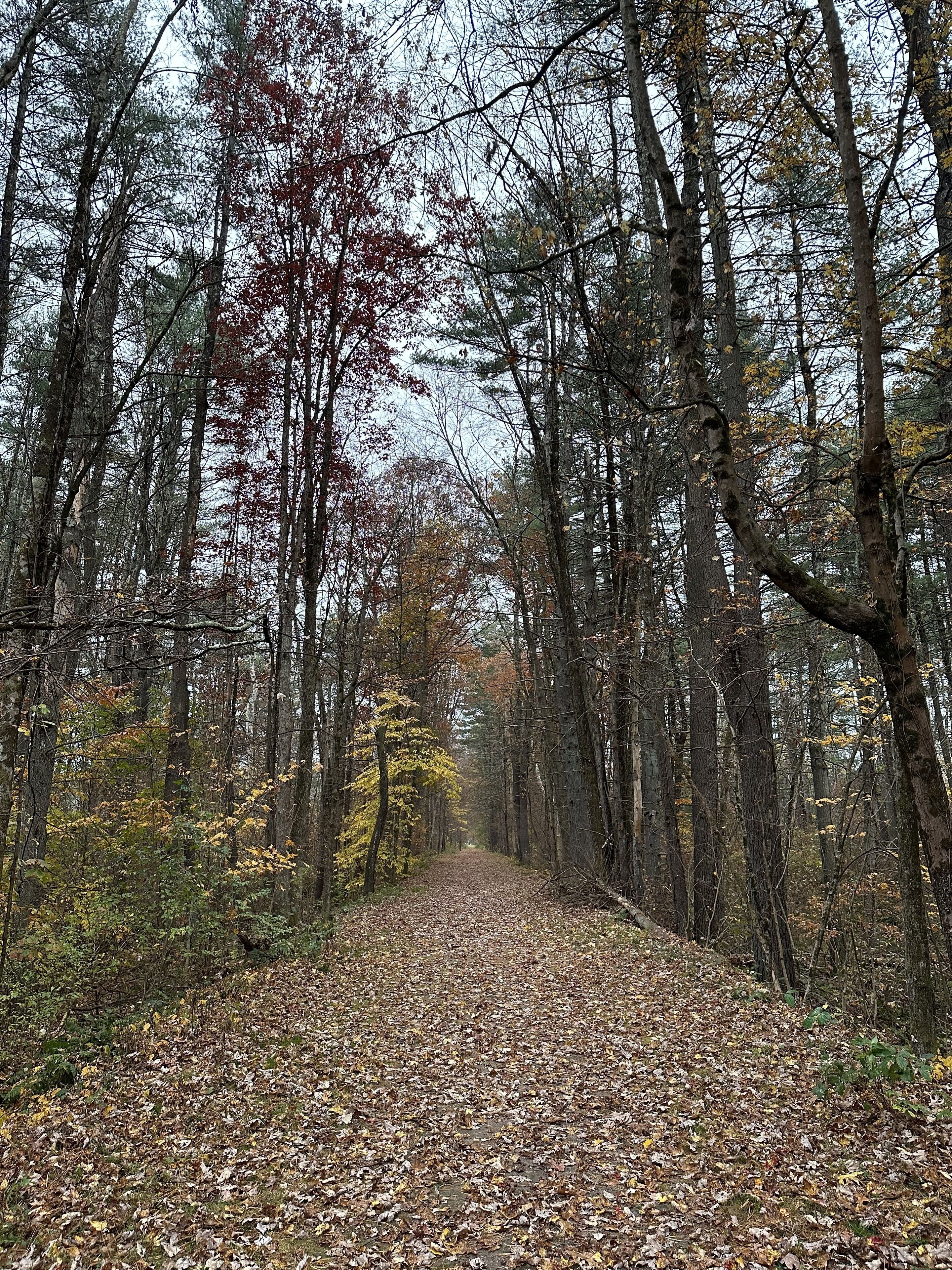 A forest path covered with fallen leaves.