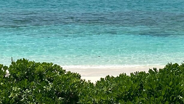 A beach with clear turquoise water and green foliage in the foreground.