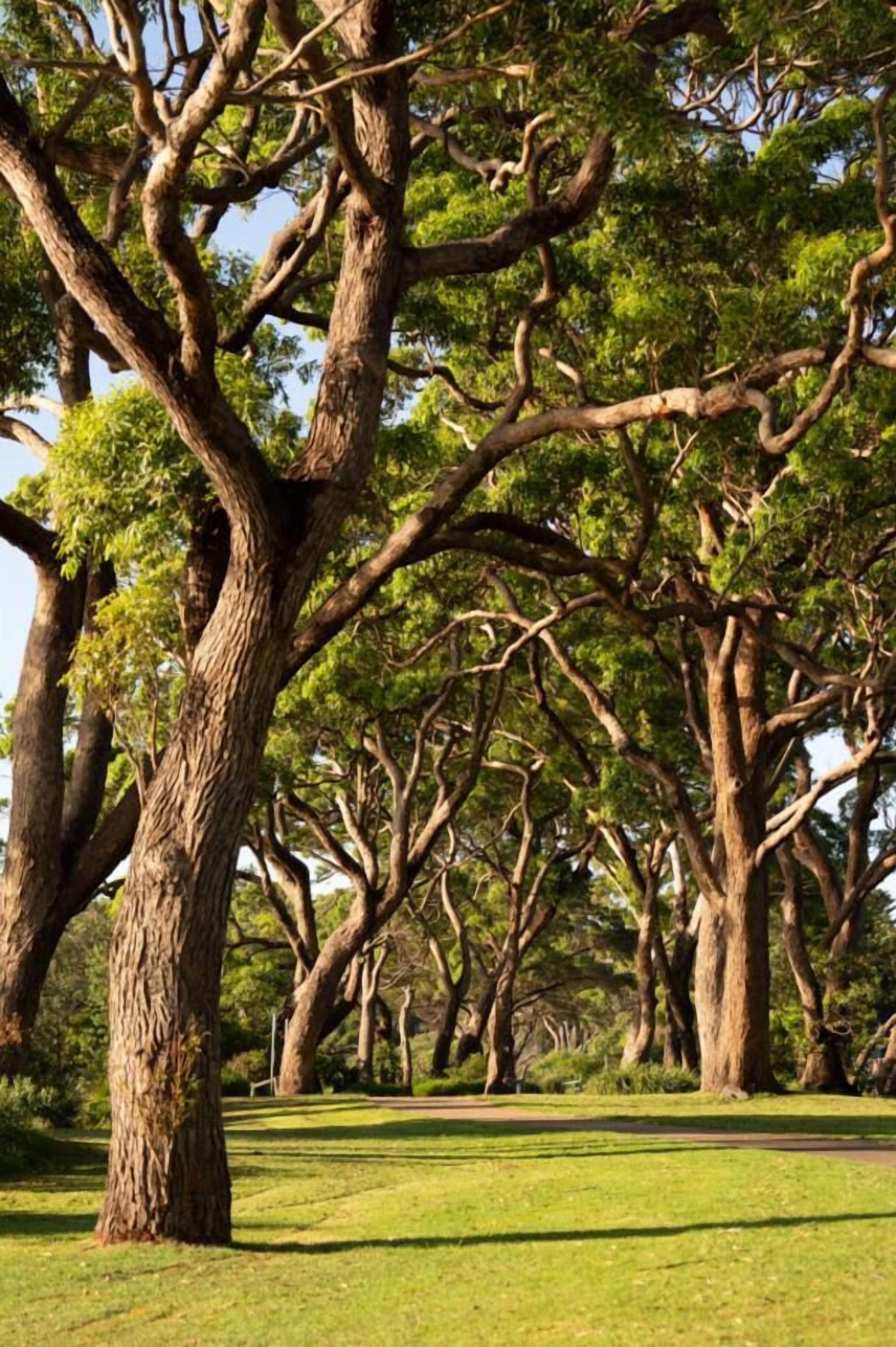 A park with large, mature trees and a well-maintained grassy area.