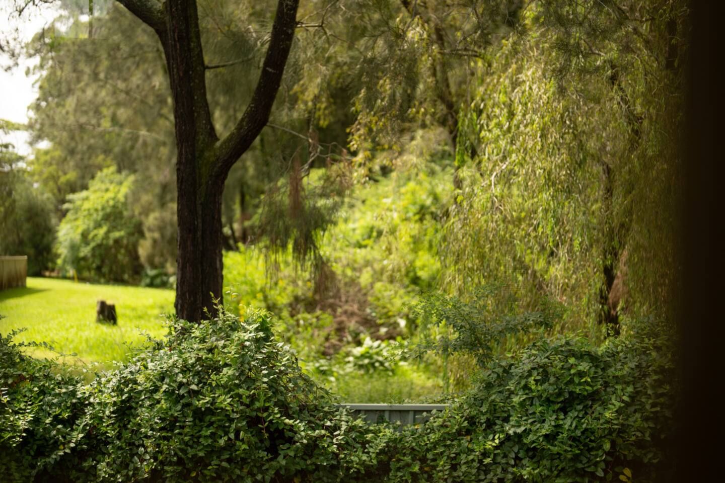 Un jardin luxuriant, avec une grande variété d’arbres et d’arbustes, un chemin bien tracé et un banc.