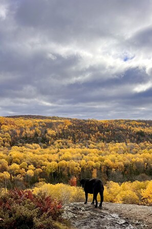 Miscellaneous - Black Dog Retreat - Northwoods Cabin  (Cable)