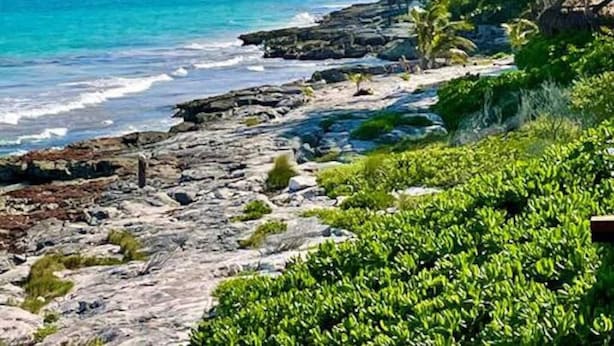 A coastal view with rocky shoreline, palm trees, and clear blue water. - Your oasis awaits at our luxury penthouse-100% private rooftop with plunge pool, stunning views, 2 additional shared pools on the ground floor and a building elevator just outside the front door.  FREE extras, backup generator and water softener. (Tulum)
