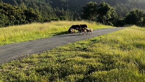A rural road with a herd of cattle crossing. - Sweeping Views, Private Deck,  Outdoor Spa #2 (Nicasio)