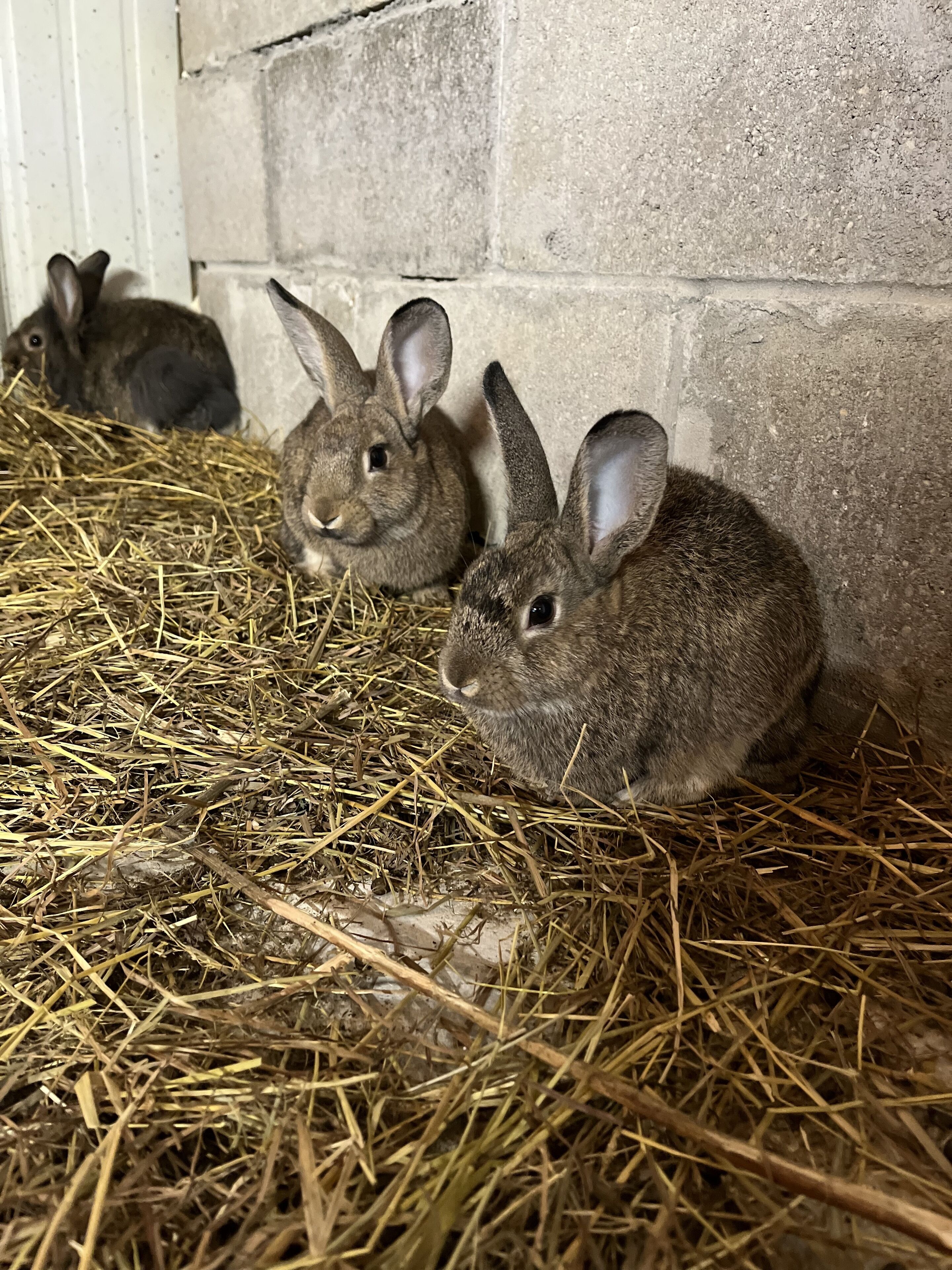 Un grupo de conejos en un espacio cerrado con cama de paja y pared de hormigón.