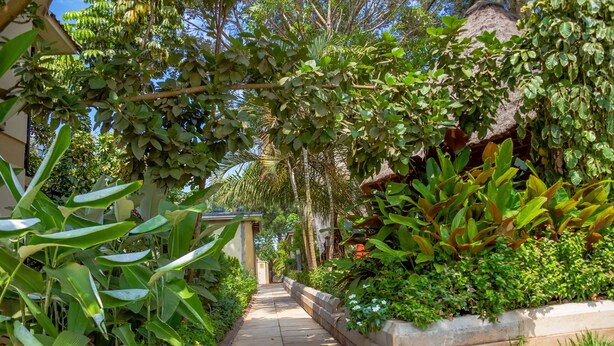 A pathway flanked by lush greenery and a thatched-roof structure.