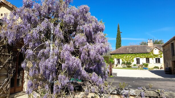 A building with a stone facade, a large tree with purple flowers, and a clear blue sky.