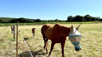 Un cavallo in un prato erboso con una recinzione e alberi sullo sfondo.