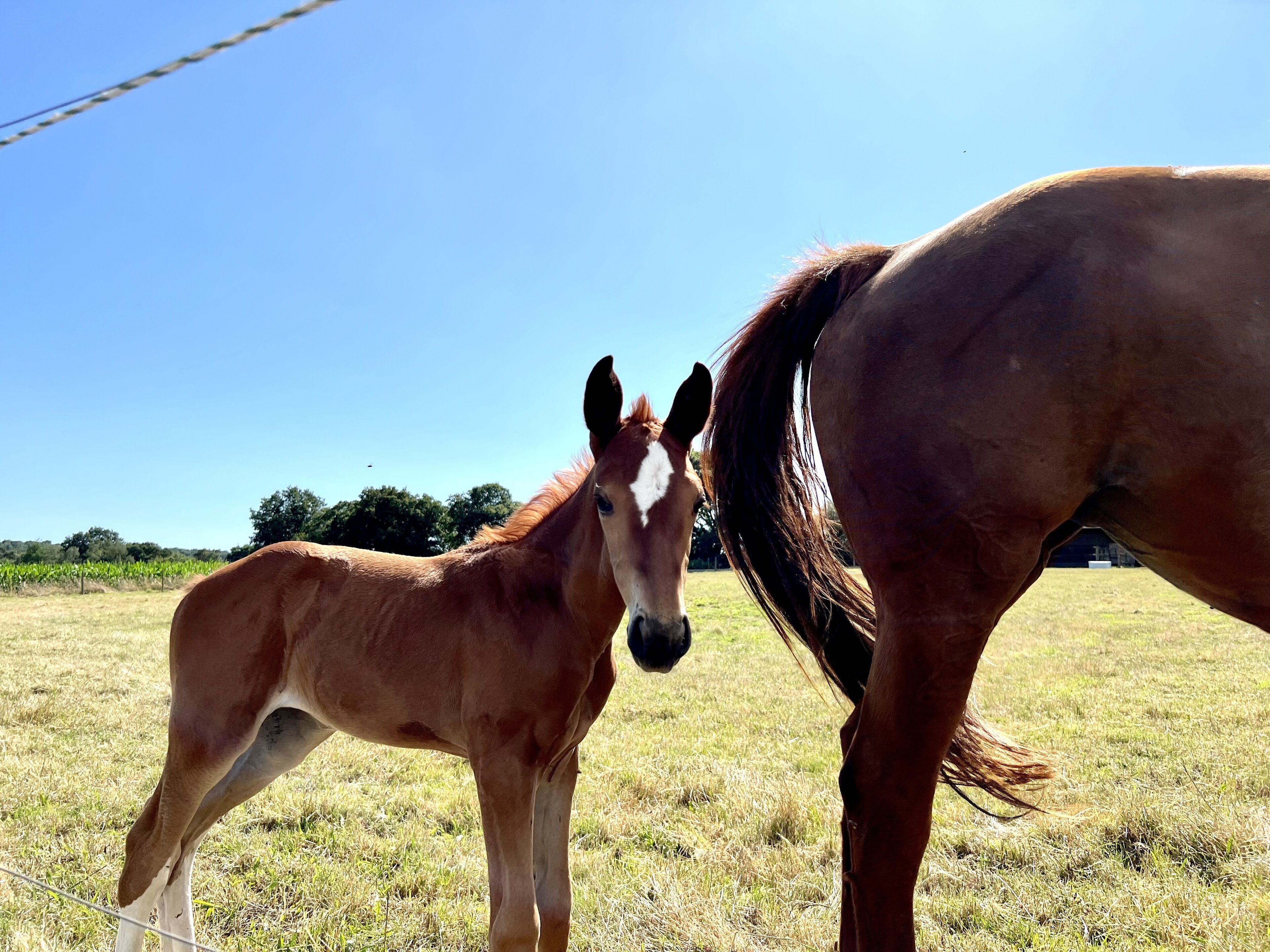 A horse and a foal in a grassy field with a clear sky.