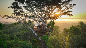 A treehouse with a wooden platform and a small cabin structure, surrounded by dense forest. - Alta Sanctuary (Tambopata)