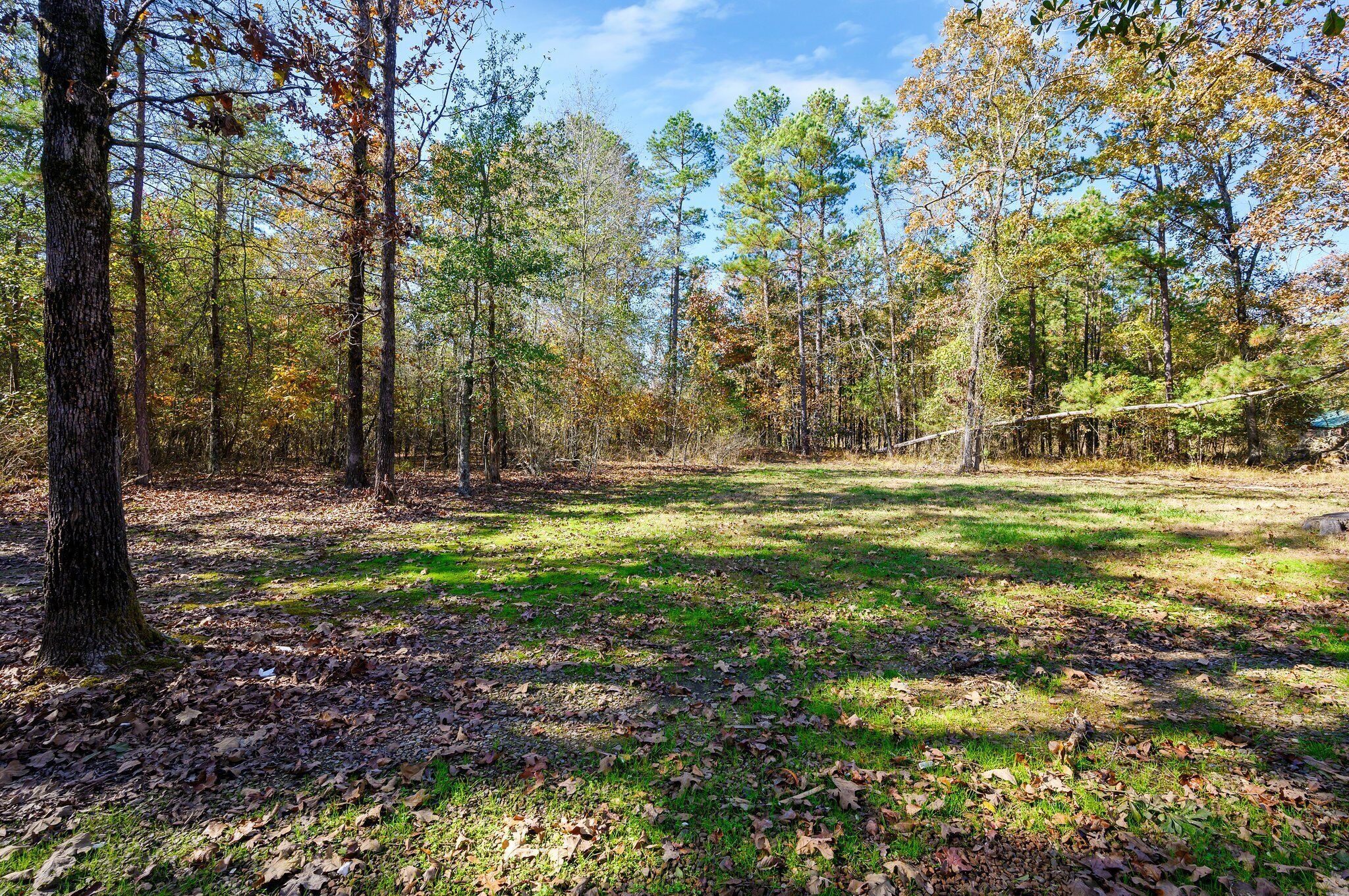 A forested area with a grassy clearing, trees, and a rope bridge.