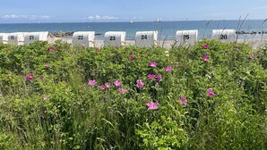En strand med numrerade strandstolar och utsikt över havet.