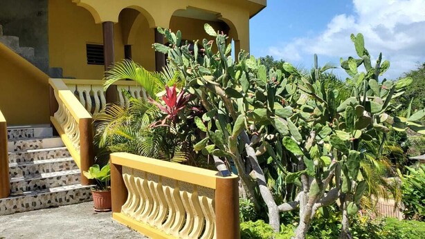 A yellow building with a staircase leading to a porch, surrounded by various plants including cacti and palm trees.