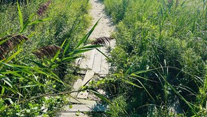 Un sendero de concreto estrecho que lleva a una masa de agua, rodeado de vegetación verde y densa.