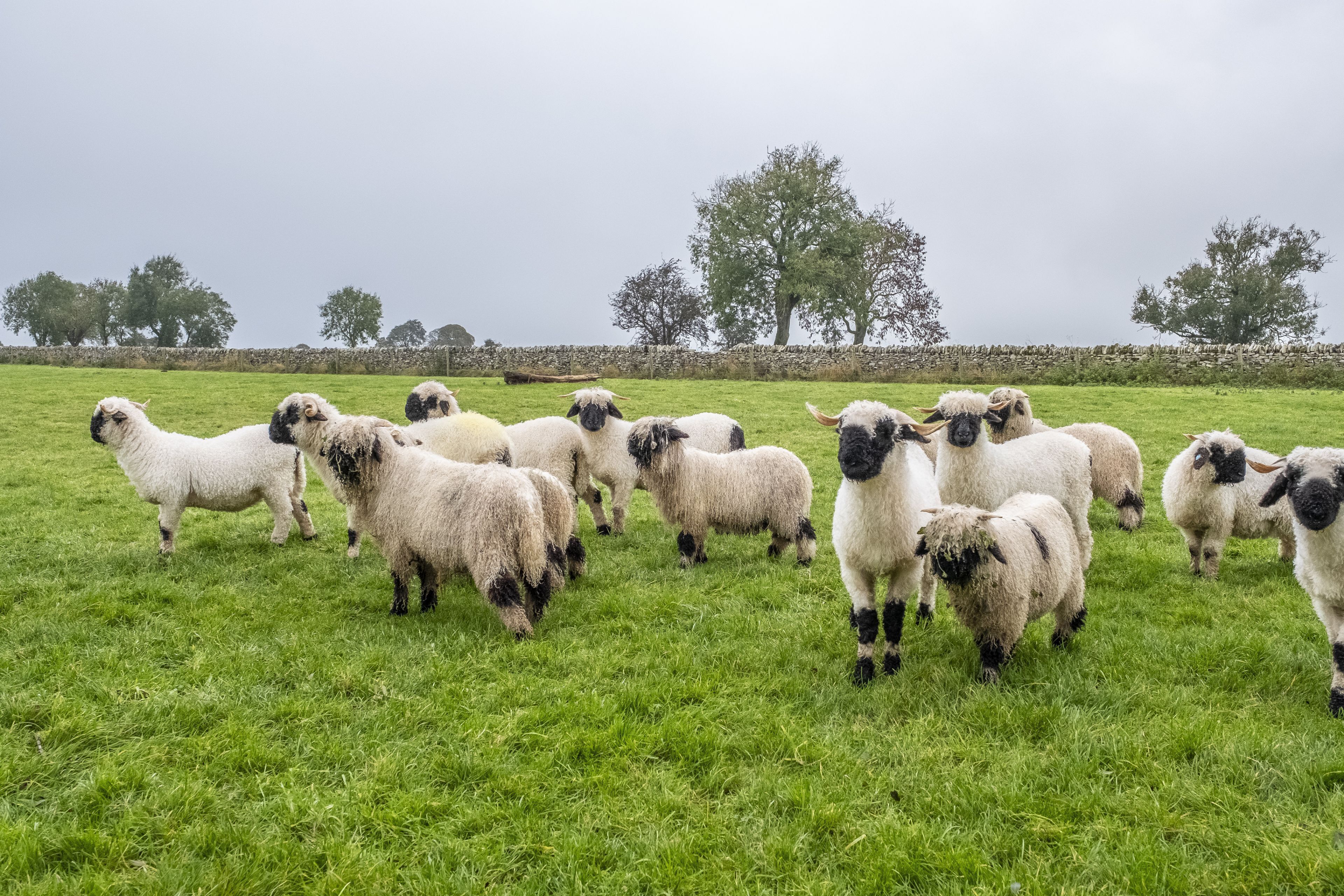 The nearby sheep