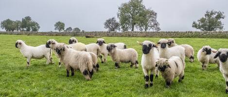 The nearby sheep