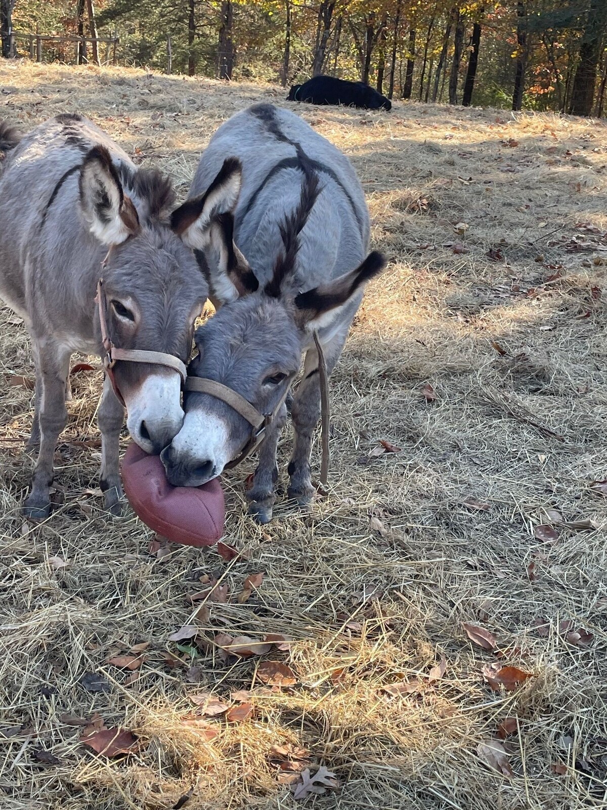 オーナーのプロフィール画像