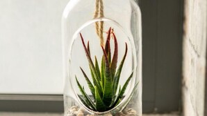 A clear glass bottle with a rope stopper, containing a green succulent plant with red tips, surrounded by small pebbles, placed on a windowsill. - Belfast Quarters: Modern City Centre Hub 3 Bed! (Belfast)