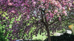 A picnic table with food and drinks, set under a flowering tree. - The Plough Inn (Lechlade)