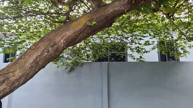 Un árbol con tronco grueso y hojas verdes, una pared blanca, y un edificio con ventanas al fondo.