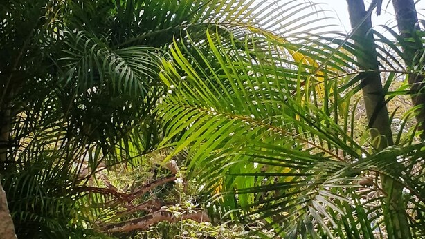 Un exuberante jardín con follaje denso y diversas plantas.