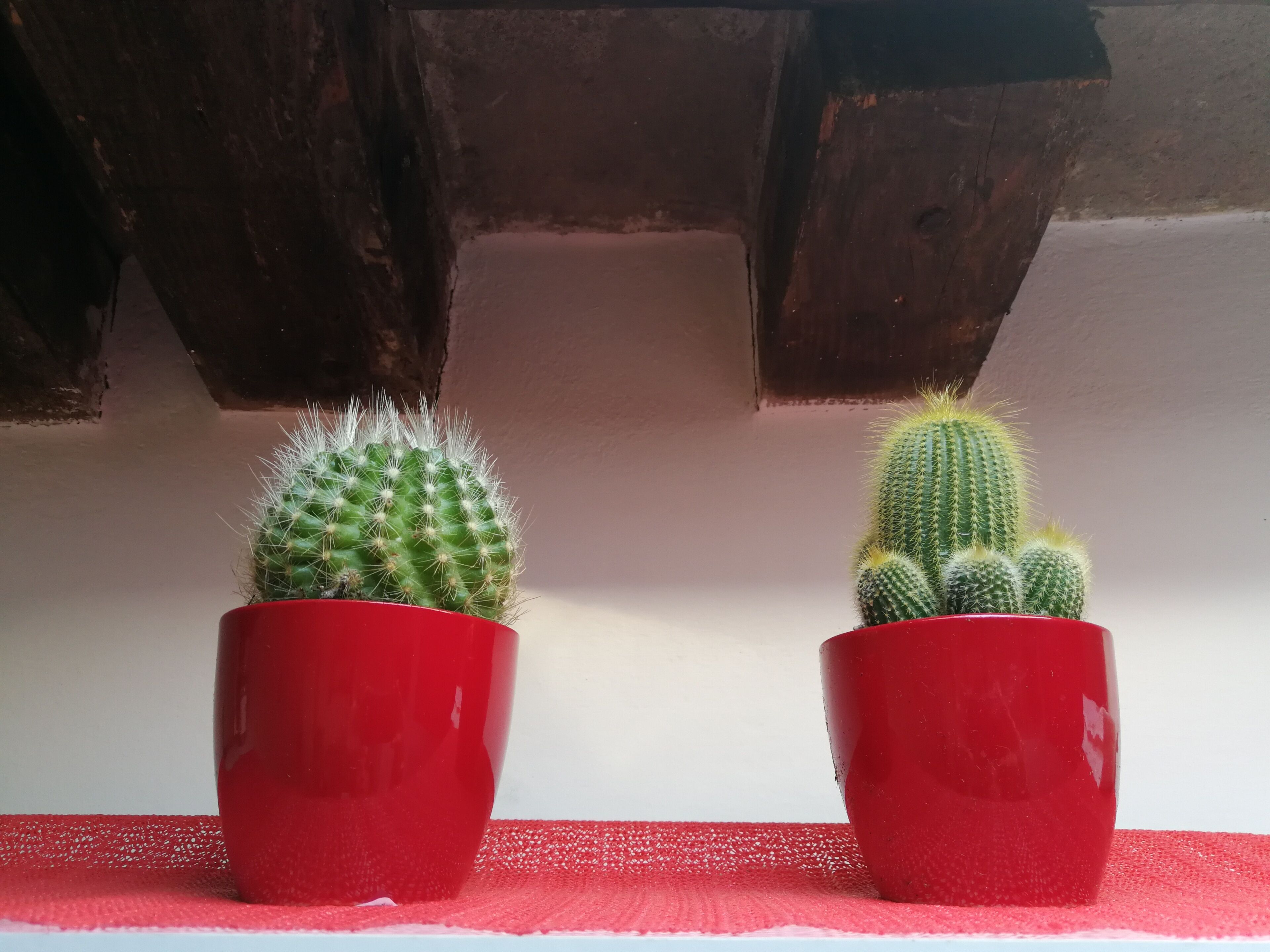 Two potted cacti in red pots on a textured surface against a wall.