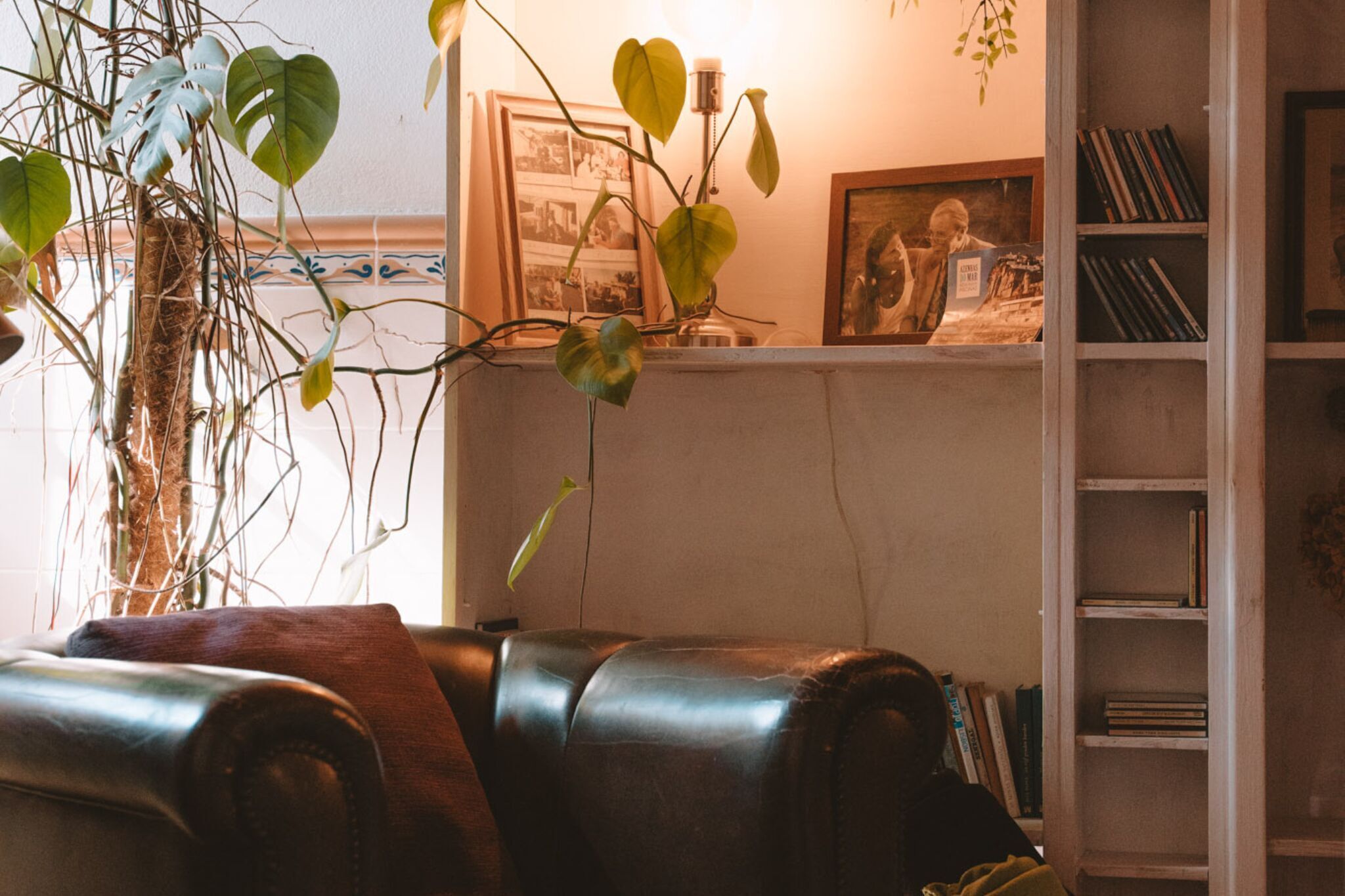 A cozy living room with a leather sofa, a bookshelf, and a potted plant.