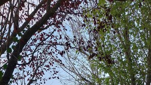 Una piscina rodeada de árboles y arbustos.