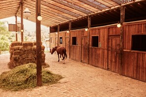 Reiten