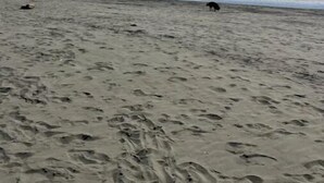 A beach with a clear sky and footprints in the sand.