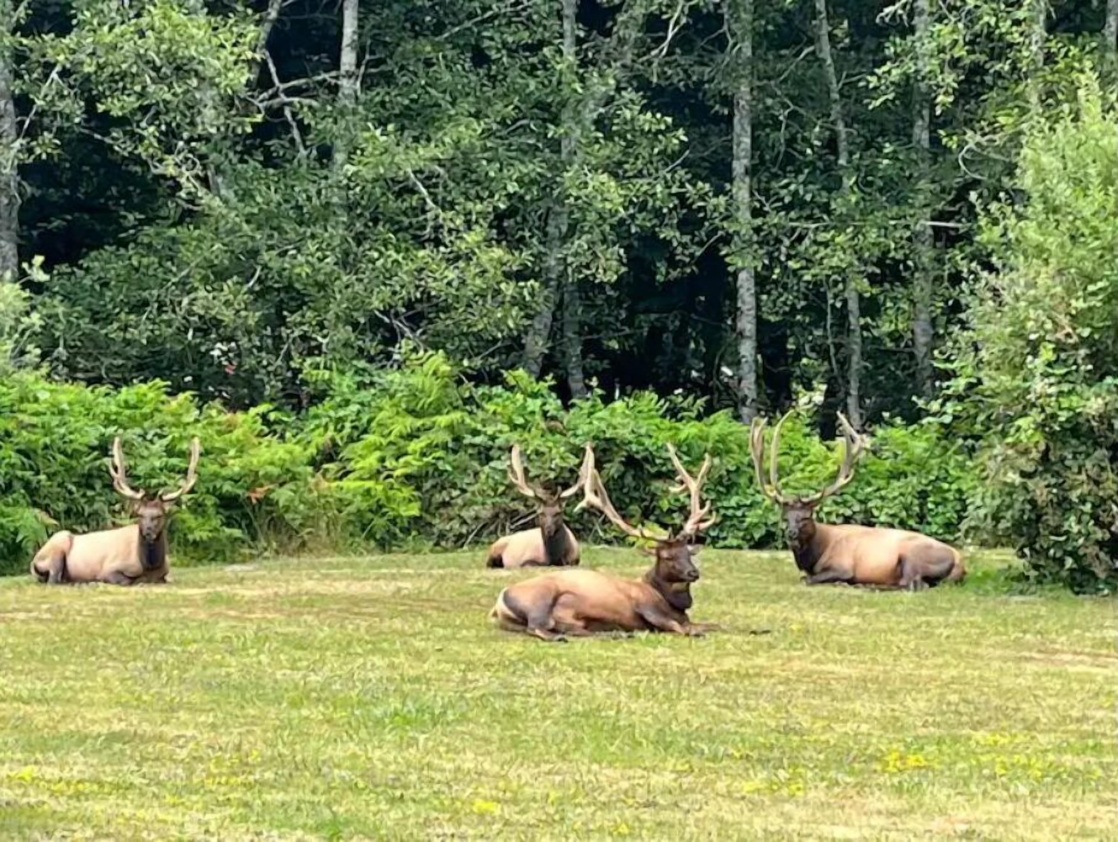 En grupp älgar vilar på en gräsklädd äng med en tät skog i bakgrunden.