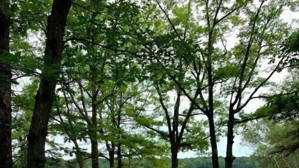 A lakeside park with picnic tables and benches, surrounded by trees and a sandy beach area. - Parkwood Manor at Bear Creek Lakes in Jim Thorpe (Jim Thorpe)