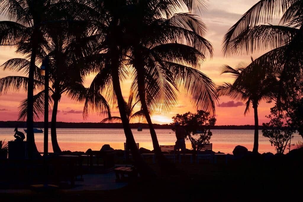 A sunset view with palm trees and a body of water.